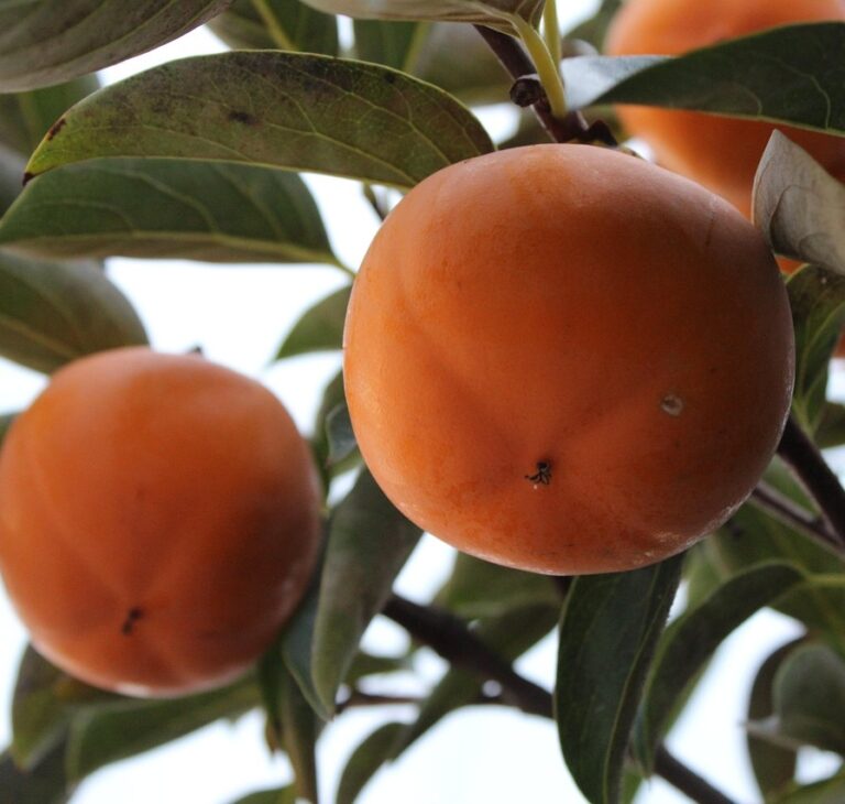 Hurma kaukaska – uprawa, aranżacja i praktyczne zastosowanie w ogrodzie