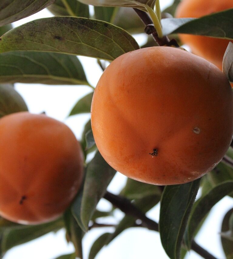 dojrzałe owoce kaki na drzewie